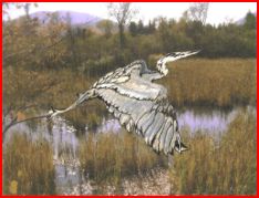Great Blue Heron