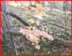 Red Eft