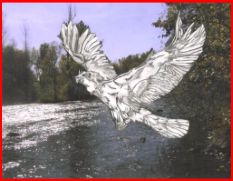 osprey.jpg